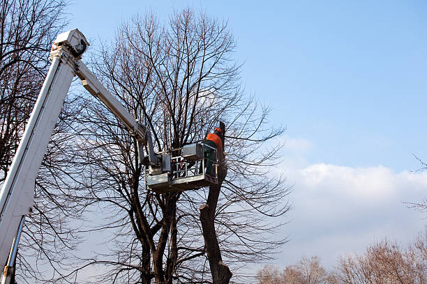 Best Tree Risk Assessment  in USA